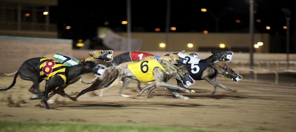 Greyhound Racing Betting Sites