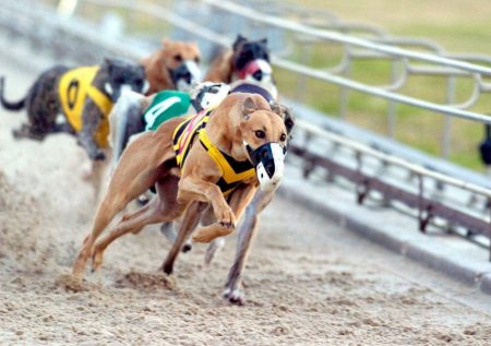 Greyhound Racing Betting: What Bettors Need to Know About Greyhounds and Races