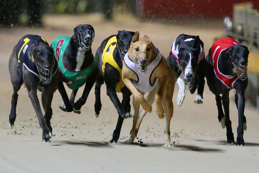 Greyhound Racing Betting Tips